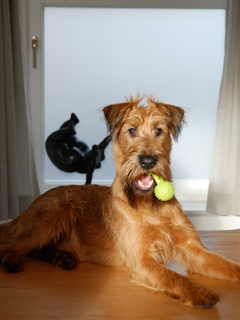 Meet Duvel, the dog behind twikga