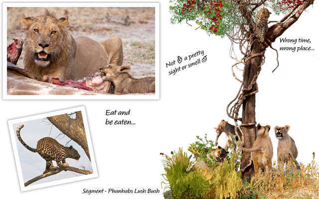 Picture Story: 13 Lucky Lions and a Cheeky Leopard