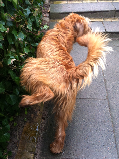 A dog’s got to do, what a dog’s got to do!