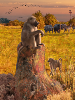 Termite mounds are amazing multifunctional structures