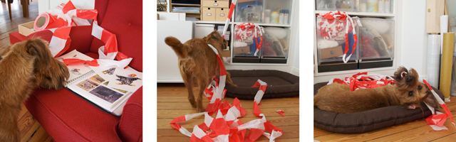 I am a no-barrier-terrier