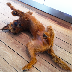 My well deserved 10 km dognap