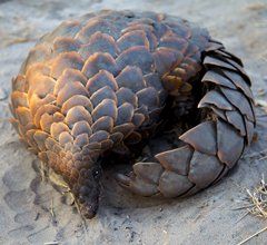 Lucky to find the pangolin