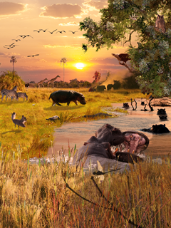 Don’t miss the golden hour on safari