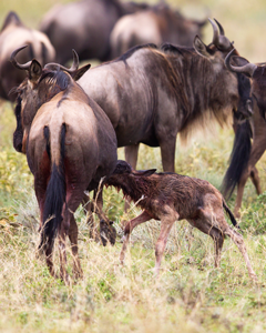 The voice of the wildebeest mama