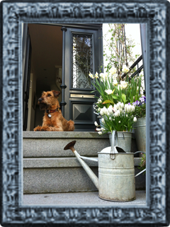 Fotowettbewerb Mensch&Hund in Blankenese
