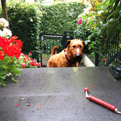 Sommerwetter, Regenwetter, Hundewetter?
