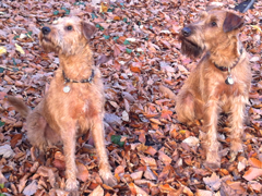Herbstspaziergang mit meiner Freundin Frida