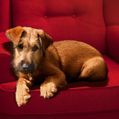 I take my position as a publisher’s dog very seriously