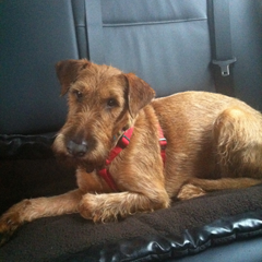 Duvel the traveldog