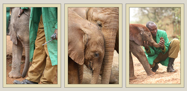 The Sheldrick Elephant Nursery