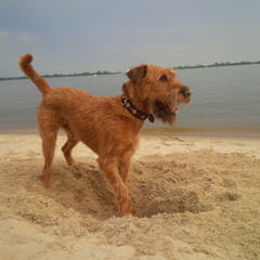 Sommer am Elbstrand für Verlagshund Duvel