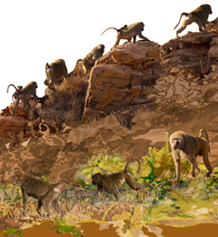 Tata&Squack and the funny parade of baboons