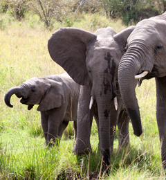 Preparing to visit the elephants in Samburu, Kenya