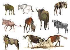 The making of Moyo, the wildebeest named heart