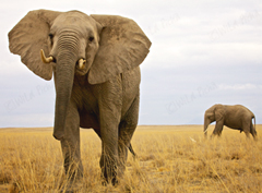 Wild Picha, more than the photos behind twikga illustrations