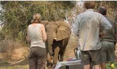 A bush latte with an elephant mud bath