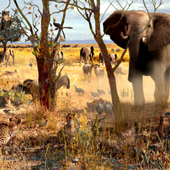 Elephant stumbling over three cheetahs