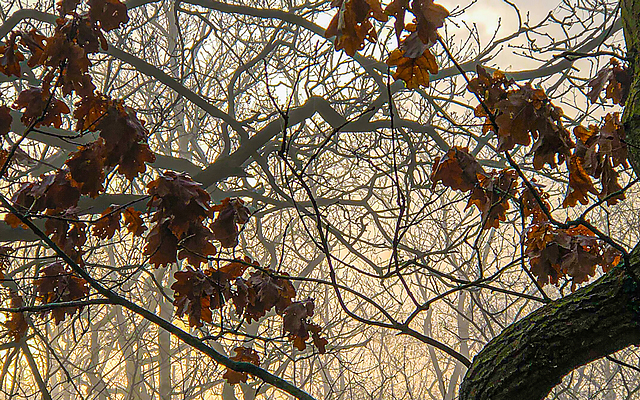 Spooky forest
