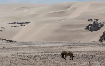 Tanja’s photo in Remembering Lions book
