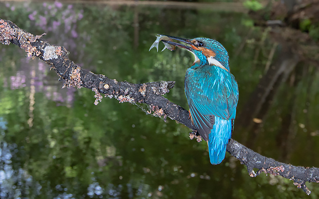 Acrobatic kingfishers
