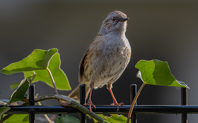 Lockdown garden birds