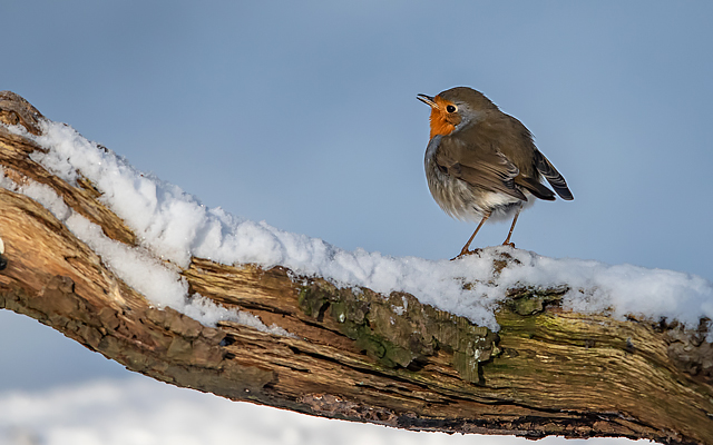 Winter time for our garden birds