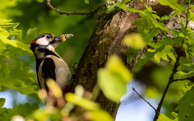 Woodpecker breeding season
