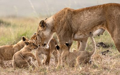 Sentimental journey to the Greater Mara