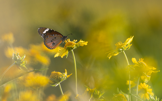 Green season in the Kalahari