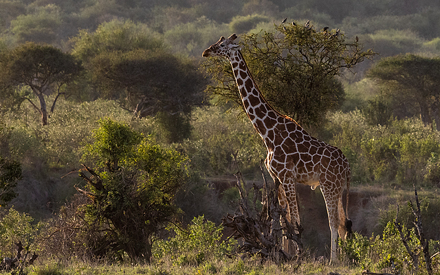 Wildlife conservation in Laikipia