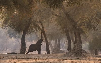 Beating the heat in Zimbabwe