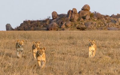 Serengeti Big Cat Plains
