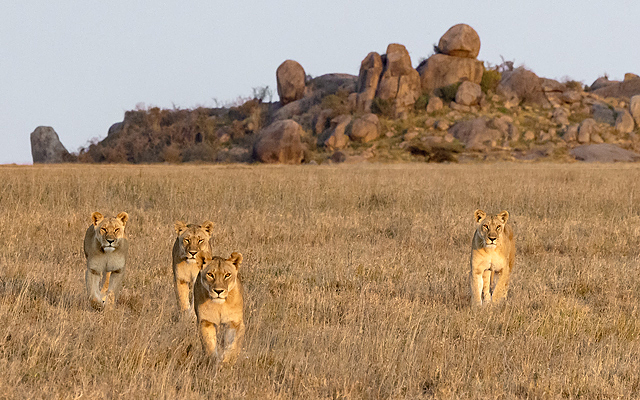 Serengeti Big Cat Plains