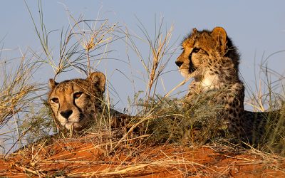 There is a time for everything in the Kalahari