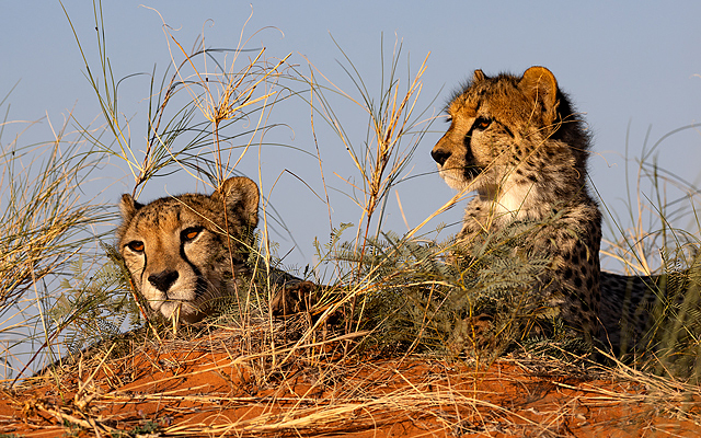 There is a time for everything in the Kalahari