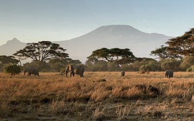 Big tuskers, hides and Big Five in Kenya