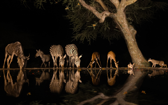 Phanhabs Night Hide